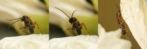 Diadegma erucator